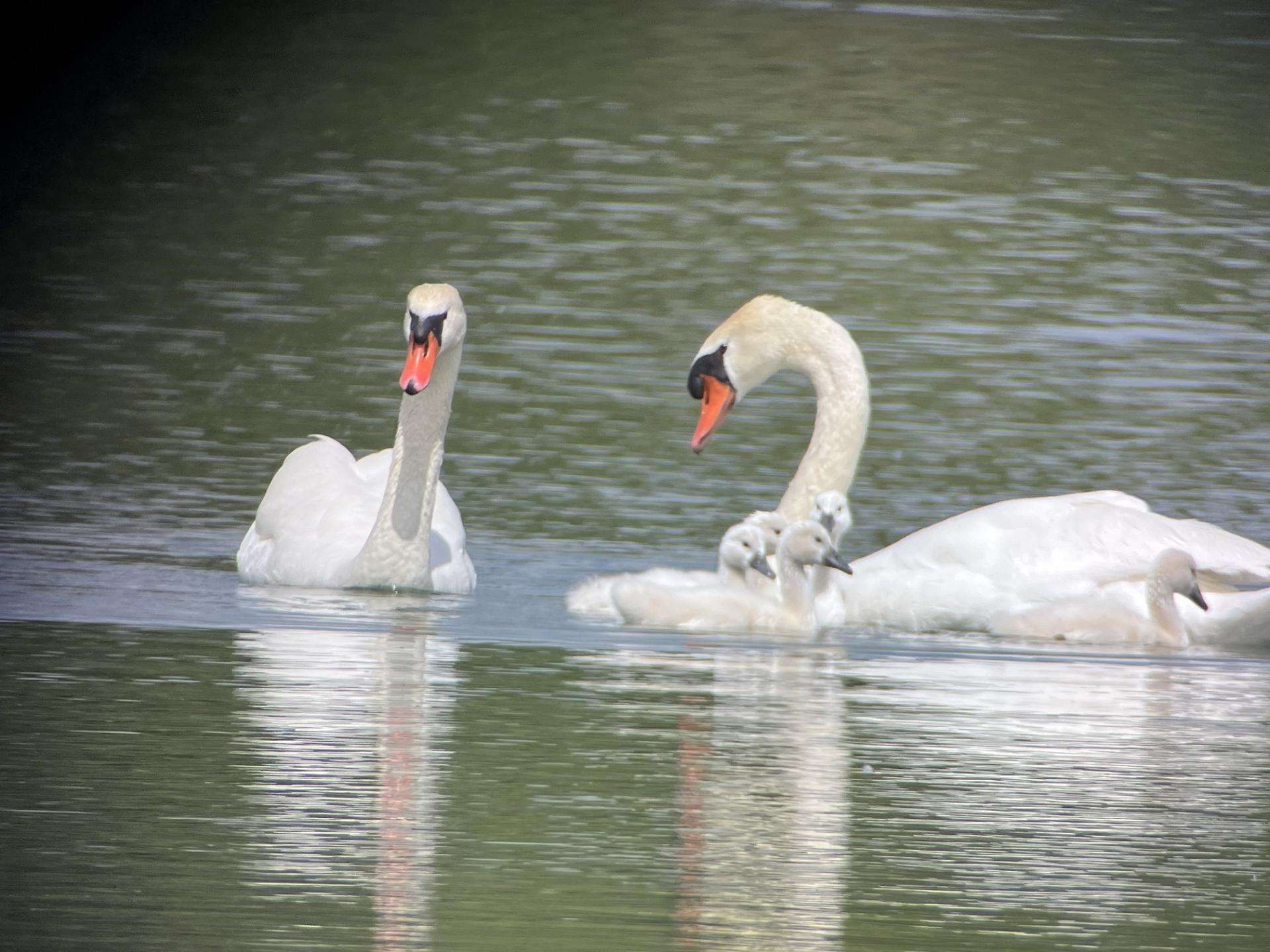 Cygnes-etang-des-joncquiers