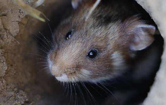 grand-hamster-alsace