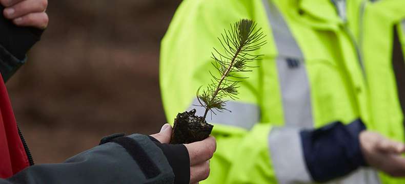 Environnement : des arbres plantés sur l'aire de Saugon-Est sur l'autoroute A10