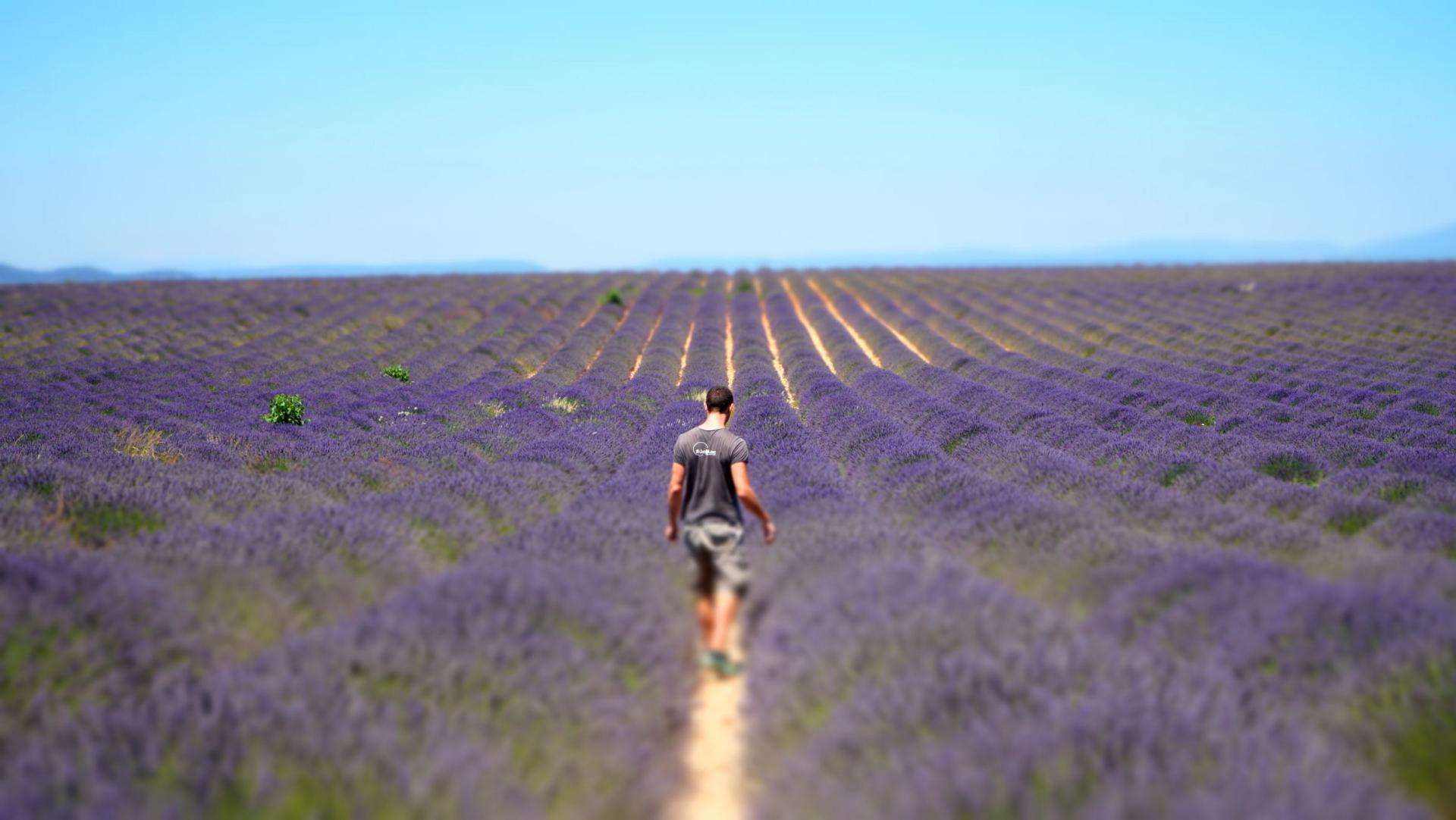 champ-lavande-valensole-routes-de-la-lavande-vinci-autoroutes