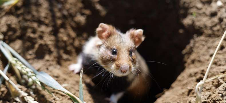 Une opération de lâchers de hamsters près du Contournement ouest de Strasbourg