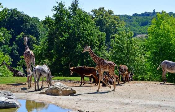 site-touristique-vinci-autoroutes-zoo-parc-de-beauval