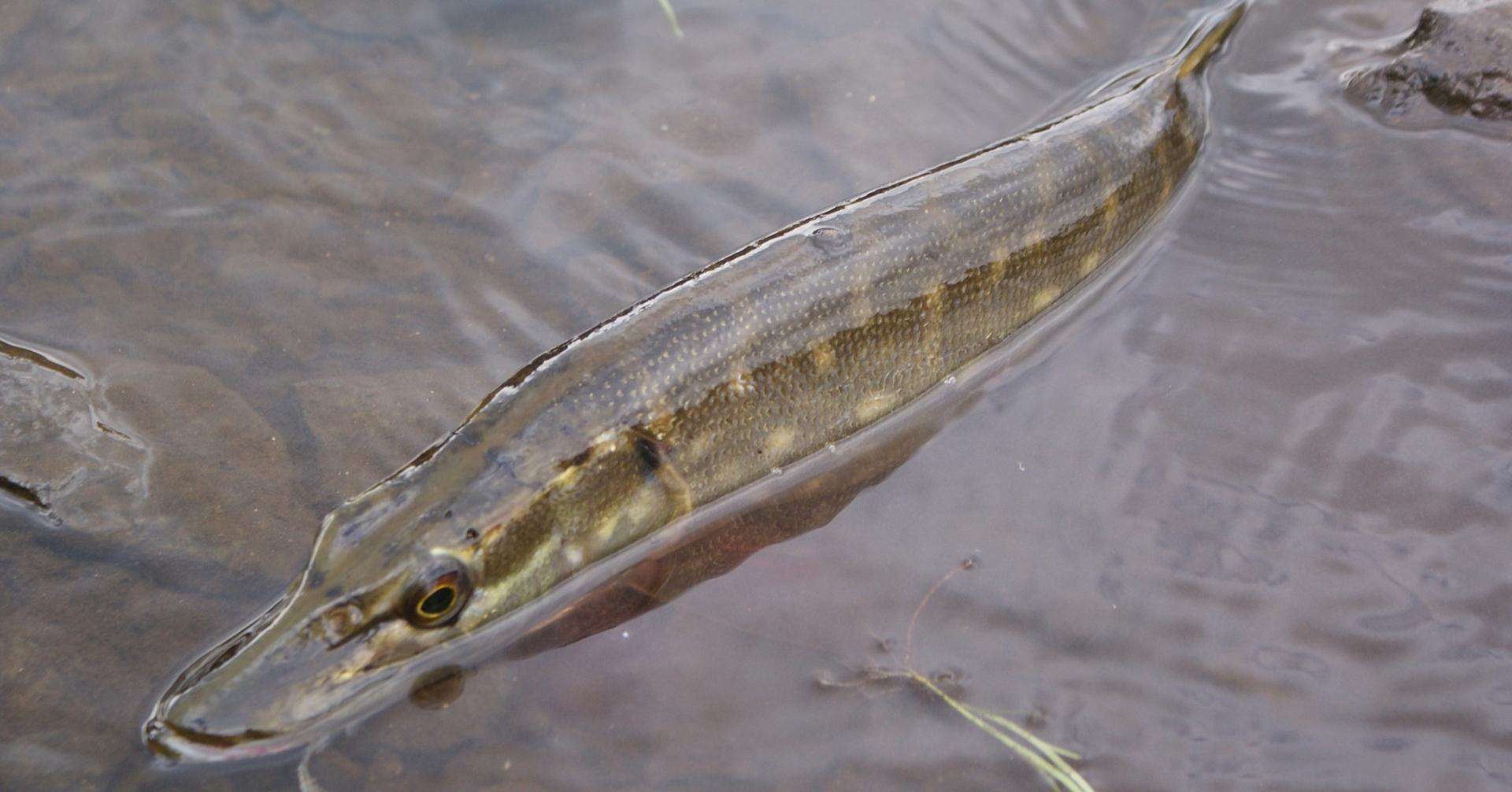 brochet_etang-des-joncquiers