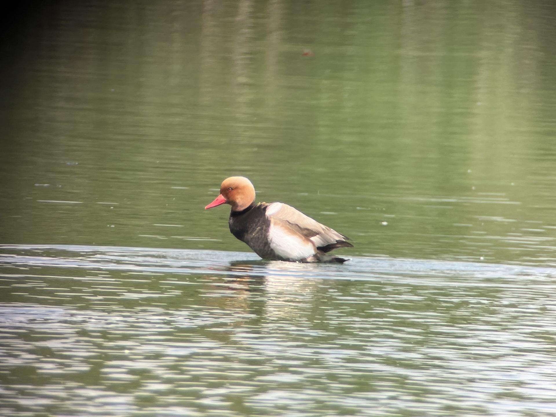 canard-etang-des-joncquiers