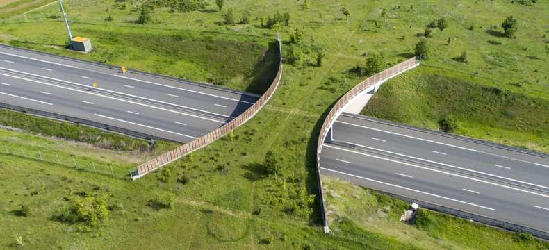 Passage à faune sur autoroute : les animaux sauvages circulent librement