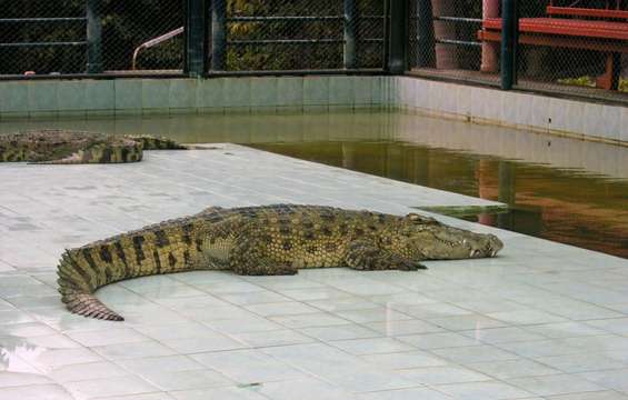 site-touristique-vinci-autoroutes-planete-crocodiles