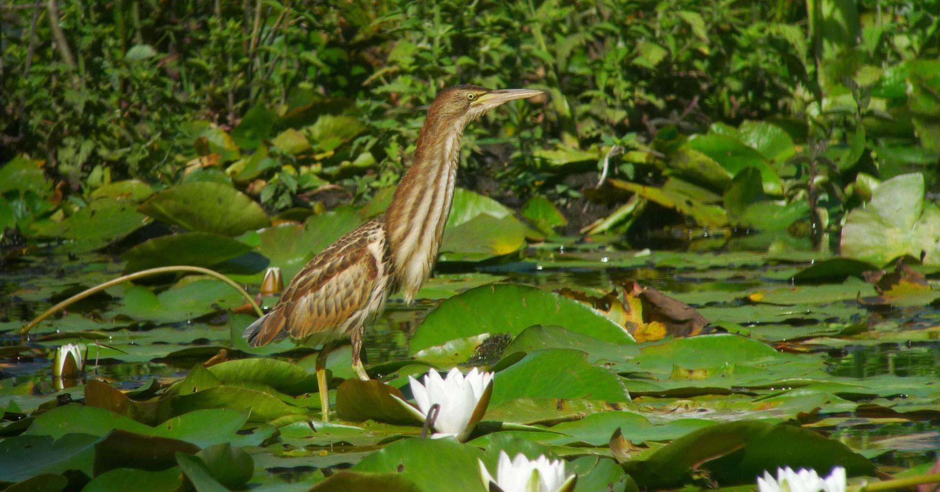 blongios-nain-_etang-des-joncquiers