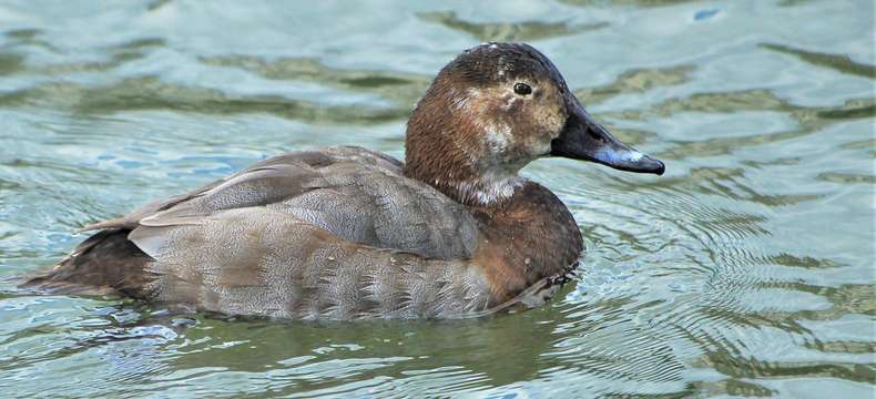 Le Fuligule milouin : un plongeur remarquable !