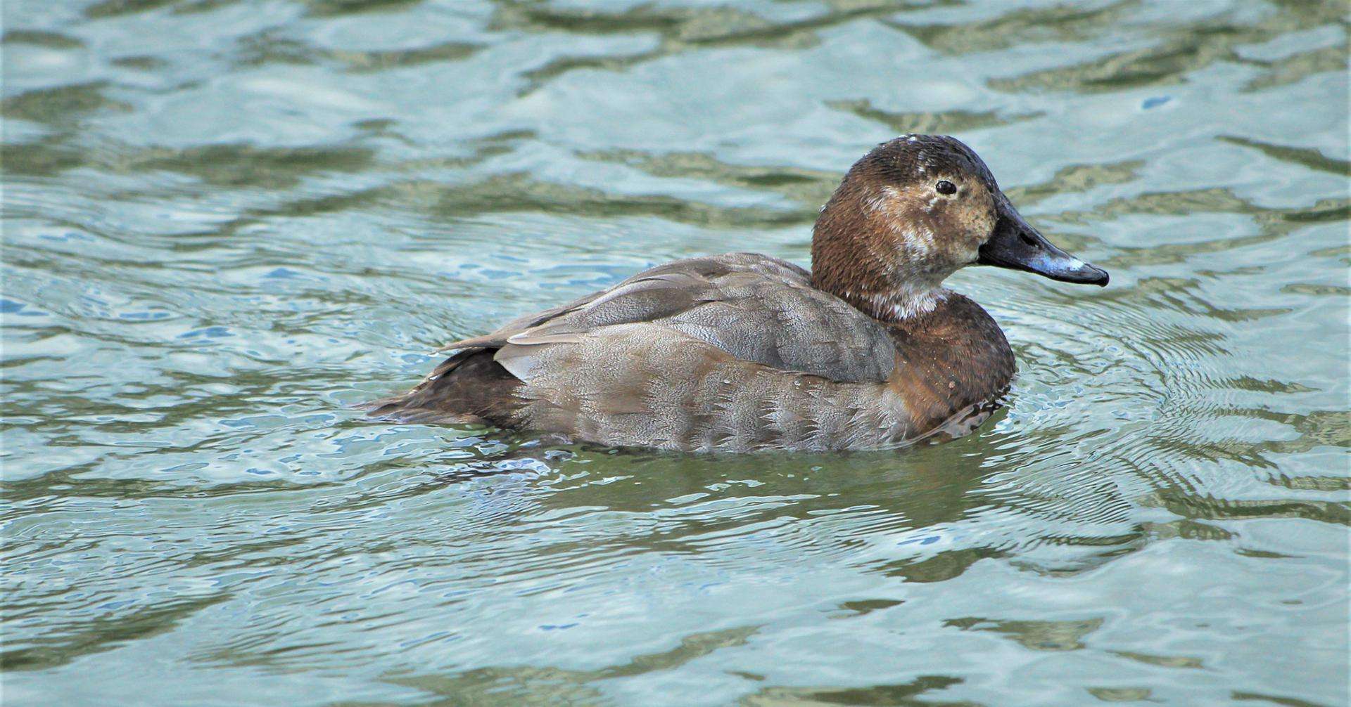 fuligule-milouin_etang-des-joncquiers