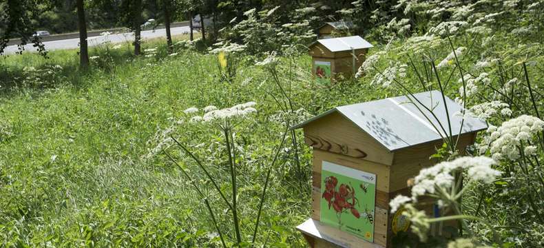 Découvrez nos actions sur autoroute pour préserver la biodiversité