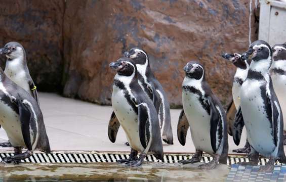 site-touristique-vinci-autoroutes-oceanopolis