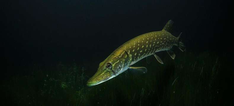 Le Brochet : un redoutable prédateur d’eau douce !