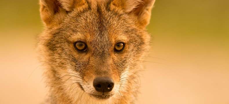 Le chacal doré aperçu près de l'autoroute A7 dans les Bouches-du-Rhône