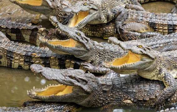 site-touristique-vinci-autoroutes-ferme-aux-crocodiles