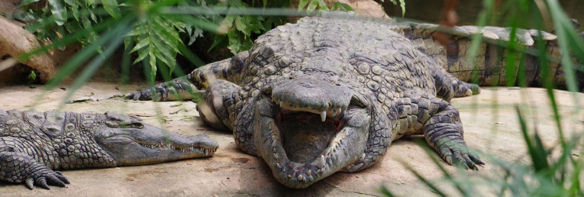 La Ferme aux crocodiles