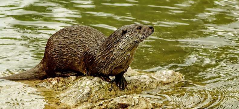 La Loutre d’Europe : elle est de retour aux Joncquiers !