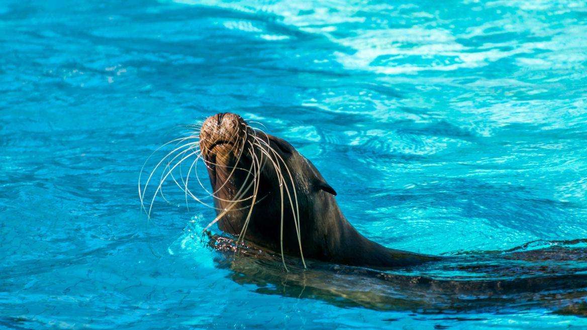 site-touristique-vinci-autoroutes-oceanopolis