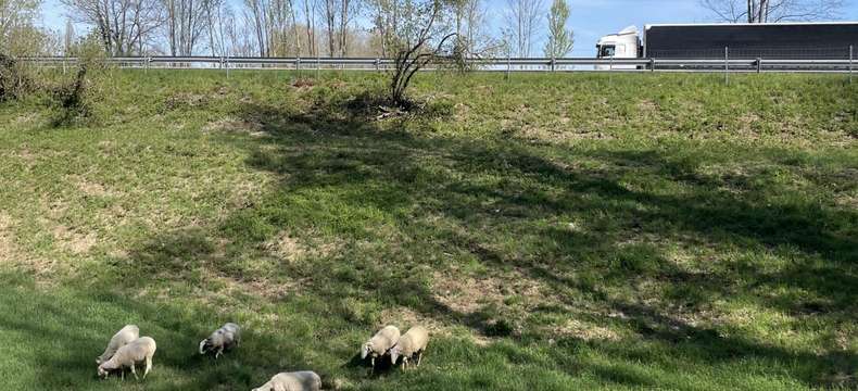 Des brebis entretiennent les abords de l’autoroute A64