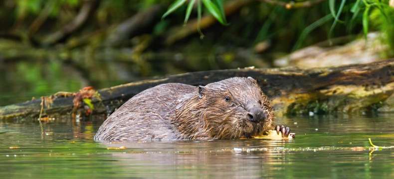 Le Castor d’Europe : ingénieur de l’environnement !