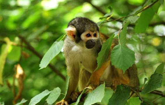 site-touristique-vinci-autoroutes-vallee-des-singes