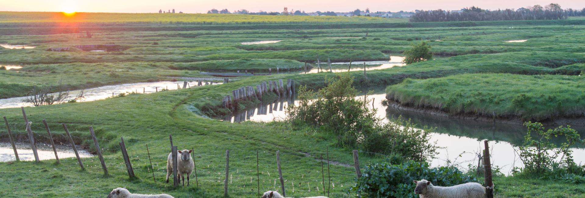 Parc naturel régional du Marais poitevin