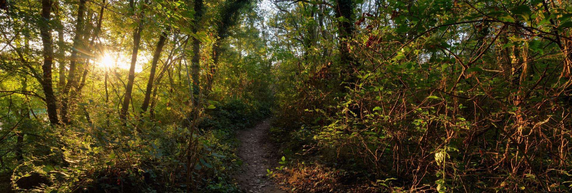 Forêt d’Orléans