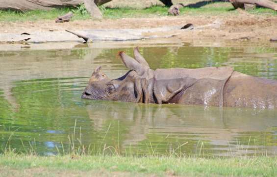 site-touristique-vinci-autoroutes-zoo-fleche