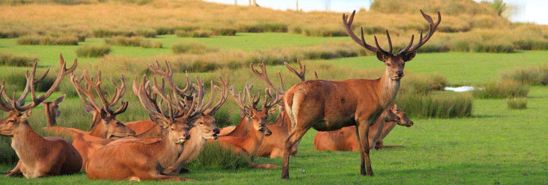 Parc animalier de Sainte-Croix