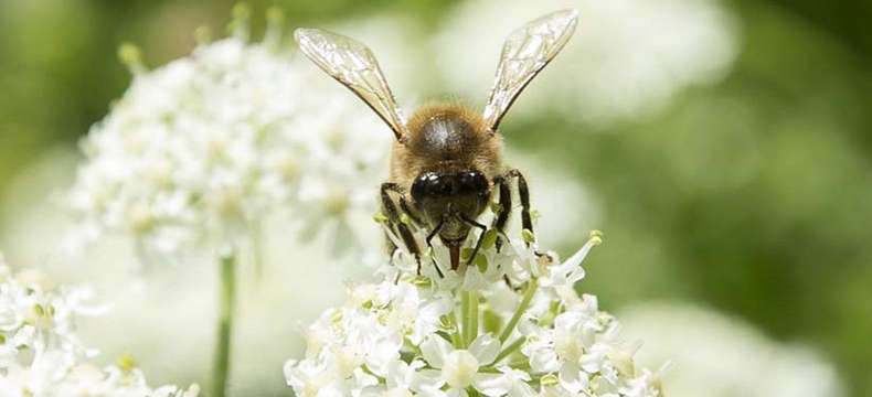 Découvrez nos actions en faveur des abeilles aux abords de l'autoroute