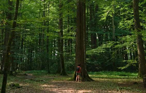 site-touristique-vinci-autoroutes-foret-berce