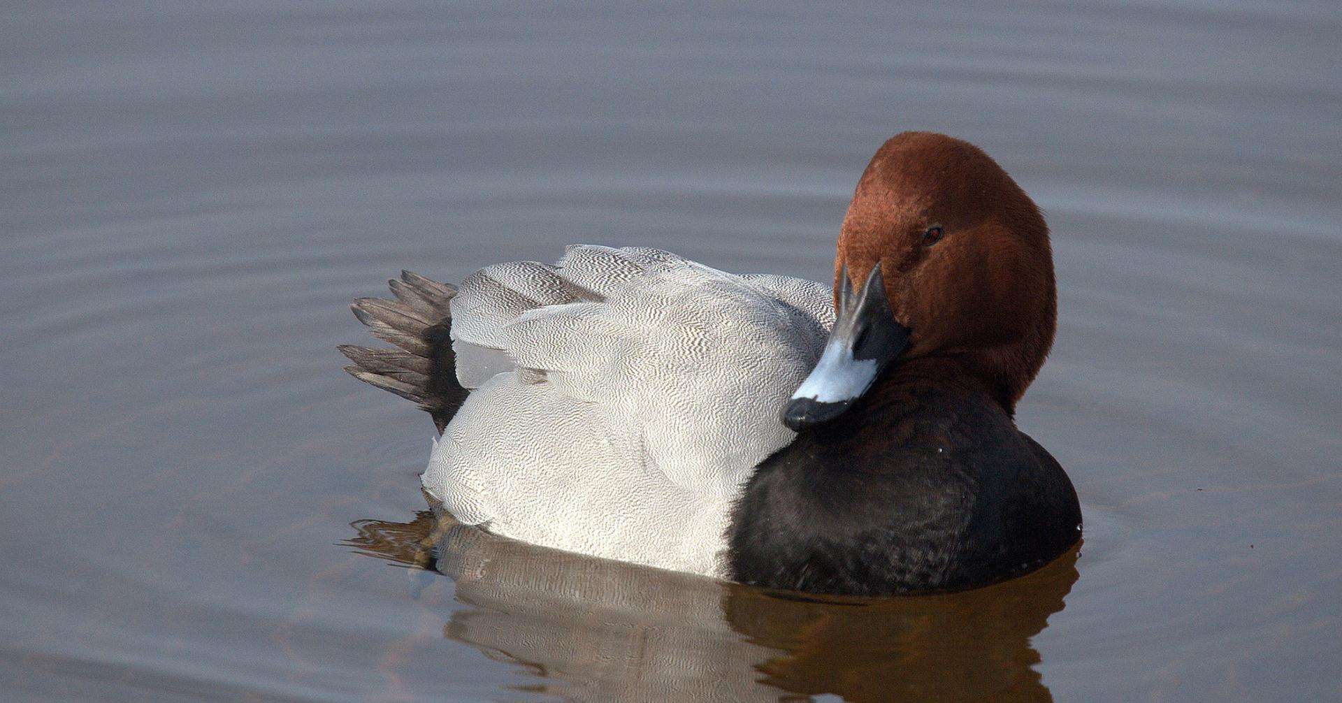 fuligule-milouin_etang-des-joncquiers