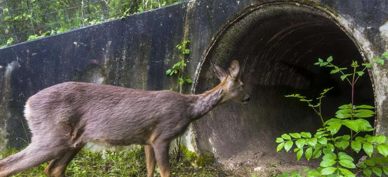 Avec Animalia, plongez au coeur de la biodiversité!