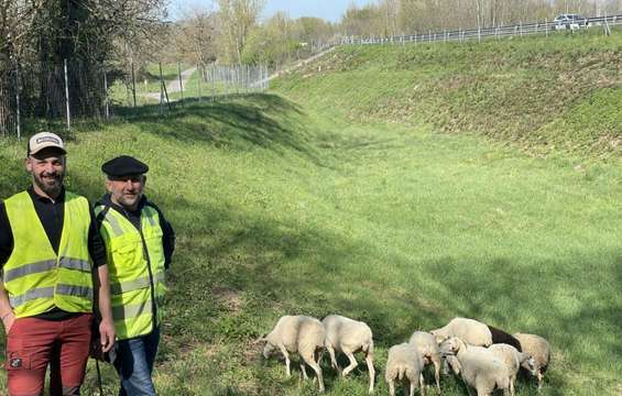 brebis-ecopaturage-autoroute-a64