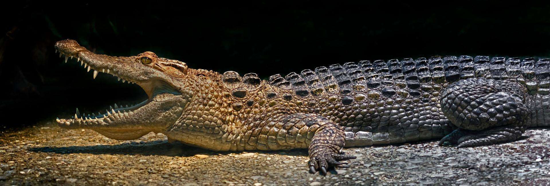 Planète Crocodiles